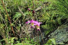 Bletia macristhmochila