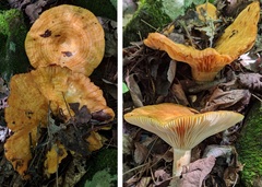 Lactarius peckii