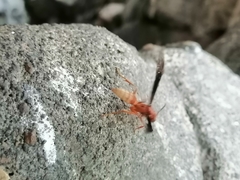 Polistes mexicanus