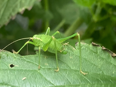 Leptophyes punctatissima