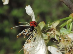 Pelonides quadripunctata
