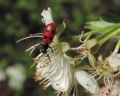 Pelonides quadripunctata