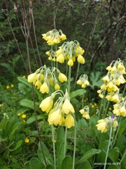 Primula sikkimensis