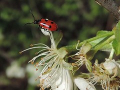Pelonides quadripunctata