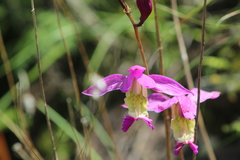 Bletia macristhmochila