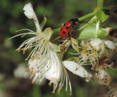 Pelonides quadripunctata