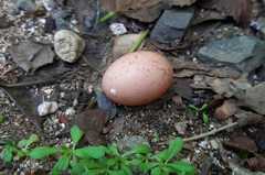 Nyctidromus albicollis