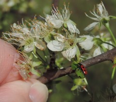 Pelonides quadripunctata