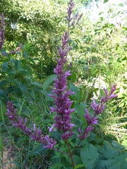 Odontonema callistachyum