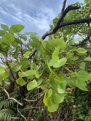 Cheirodendron platyphyllum