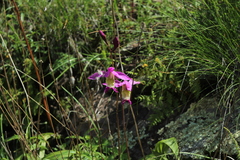 Bletia macristhmochila