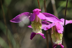 Bletia macristhmochila