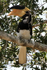 Anthracoceros coronatus