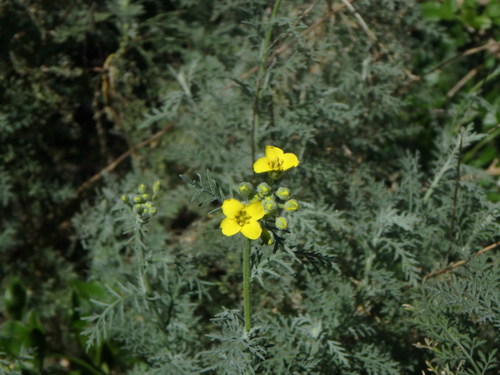 Descurainia lemsii, photograph 3