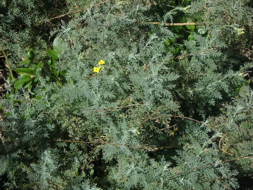 Descurainia lemsii, photograph 4