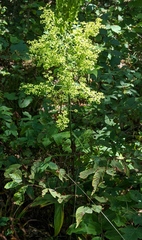 Veratrum hybridum