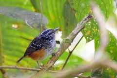 Hypocnemis peruviana