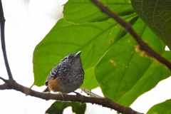 Hypocnemis peruviana