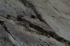 Coccothraustes abeillei