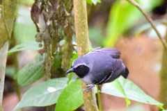 Myrmoborus myotherinus