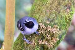 Myrmoborus myotherinus