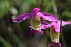 Bletia macristhmochila