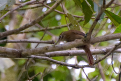 Anabacerthia striaticollis