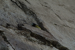 Coccothraustes abeillei