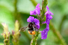 Bombus excellens