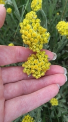 Helichrysum arenarium