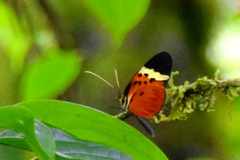 Melinaea menophilus zaneka