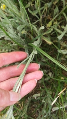 Helichrysum arenarium