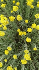 Helichrysum arenarium