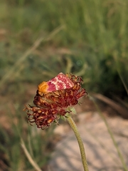 Schinia masoni