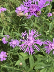 Melissodes subillatus