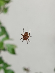 Araneus diadematus