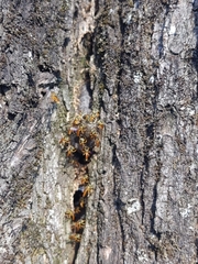 Tetragonisca fiebrigi
