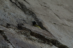 Coccothraustes abeillei