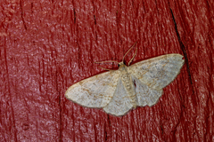 Hydrelia sylvata