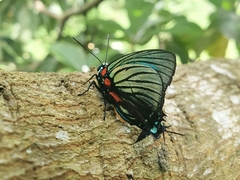 Atlides polybe