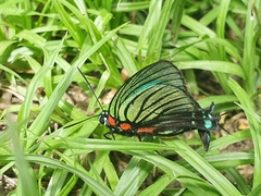 Atlides polybe
