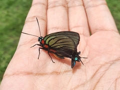 Atlides polybe
