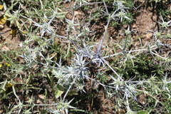 Eryngium bithynicum