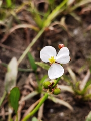 Sagittaria natans