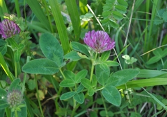 Trifolium medium medium