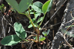 Trifolium medium medium