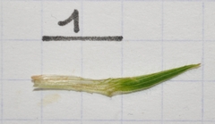 Trifolium medium medium