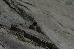 Coccothraustes abeillei