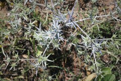 Eryngium bithynicum