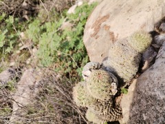 Escobaria chihuahuensis